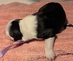 Small #5 Australian Shepherd