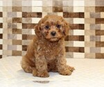 Small #3 Cavapoo (Miniature)