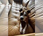 Small Photo #20 Mutt Puppy For Sale in Crete, IL, USA
