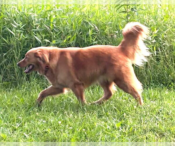 Medium Photo #3 Golden Retriever Puppy For Sale in Mount Airy, NC, USA