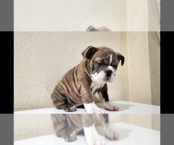 Medium Photo #11 English Bulldog Puppy For Sale in BAKERSFIELD, CA, USA