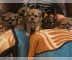 Small Photo #7 Shih Apso-Shih Tzu Mix Puppy For Sale in SCOTTSDALE, AZ, USA