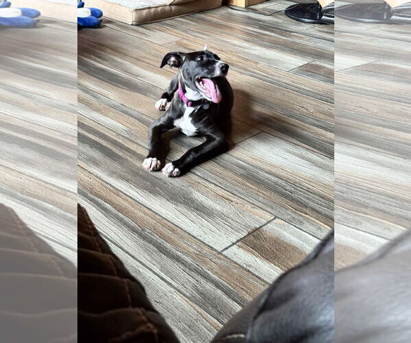 Medium Photo #5 Border Collie-Unknown Mix Puppy For Sale in Duluth, MN, USA