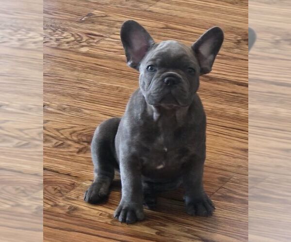 Medium Photo #4 French Bulldog Puppy For Sale in BROKEN ARROW, OK, USA
