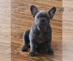 Small #3 French Bulldog