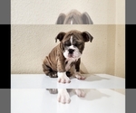Small Photo #13 English Bulldog Puppy For Sale in BAKERSFIELD, CA, USA