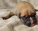 Small Photo #9 Boxer Puppy For Sale in JOLIET, IL, USA