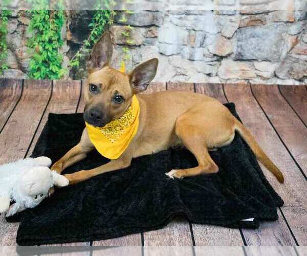 Medium Photo #5 Mutt Puppy For Sale in Kennesaw, GA, USA