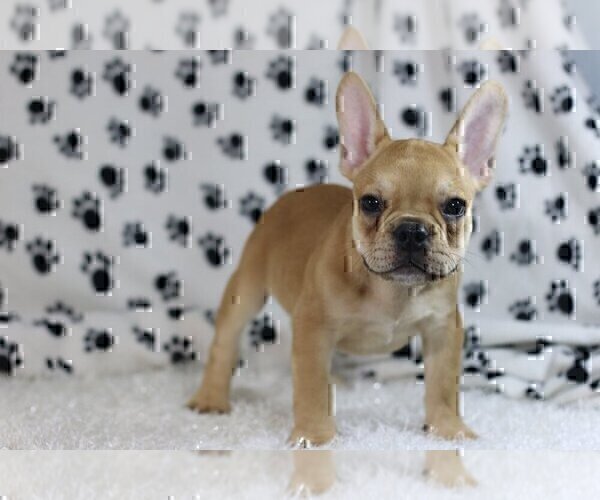 Medium Photo #2 French Bulldog Puppy For Sale in BOCA RATON, FL, USA