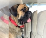 Small Photo #1 Cane Corso Puppy For Sale in ALLEN, TX, USA