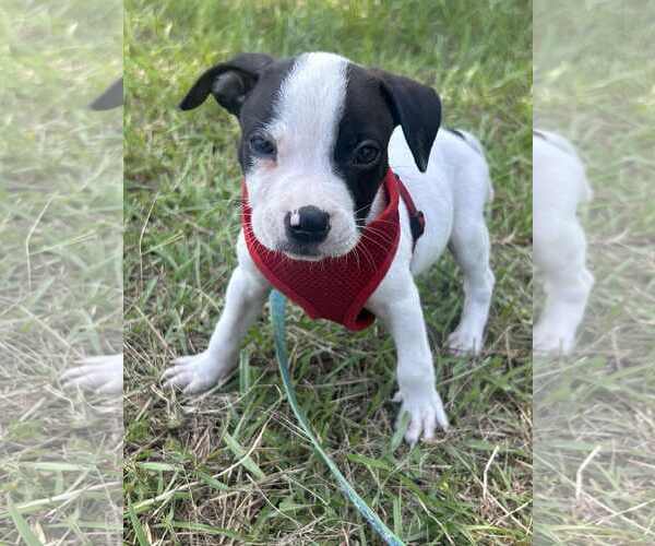 Medium Photo #2 Bulldog-Unknown Mix Puppy For Sale in Tarrytown, GA, USA