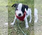 Small #1 Bulldog Mix
