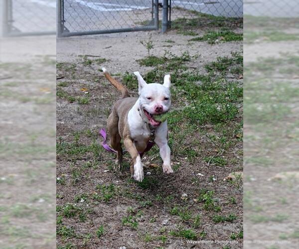 Medium Photo #2 Staffordshire Bull Terrier Puppy For Sale in Ocala, FL, USA