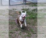 Small #1 Staffordshire Bull Terrier