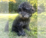 Small #3 Poodle (Miniature)