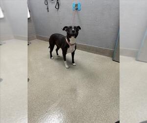 Medium American Pit Bull Terrier Mix