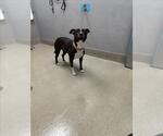 Small American Pit Bull Terrier Mix