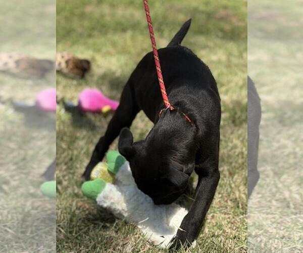 Medium Photo #4 Labrador Retriever-Unknown Mix Puppy For Sale in Yardley, PA, USA
