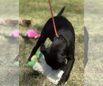 Small #3 Labrador Retriever Mix
