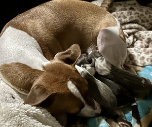 Italian Greyhound Puppy for Sale in BEAUMONT, California USA