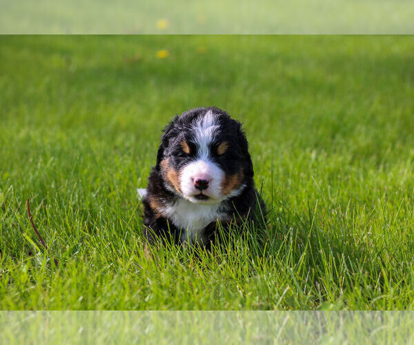 Medium Photo #8 Bernese Mountain Dog Puppy For Sale in AMANA, IA, USA