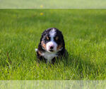 Small #7 Bernese Mountain Dog