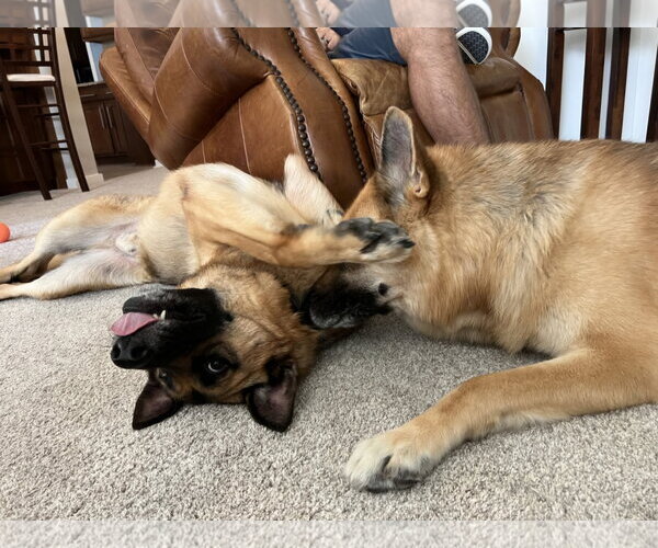 Medium Photo #4 German Shepherd Dog Puppy For Sale in La Grange , NC, USA