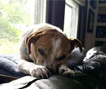 Small #13 Beagle-Chihuahua Mix