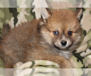 Alaskan Husky-Pomeranian Mix Puppy for sale in FALL CREEK, WI, USA