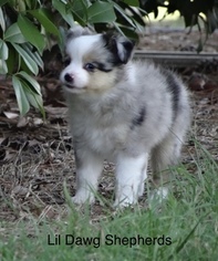 Miniature Australian Shepherd Puppy for sale in BONNERDALE, AR, USA