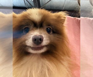 Chocolate Chip - Male Pomeranian Dog for Adoption - Photo #3