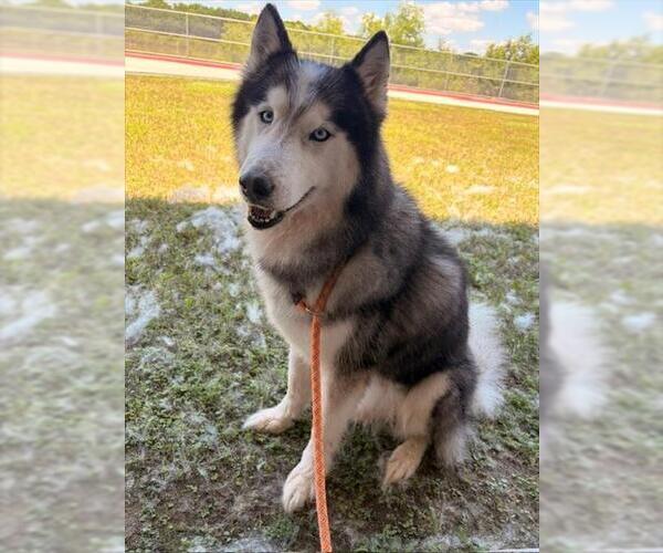 Medium Photo #1 Siberian Husky Puppy For Sale in Baytown, TX, USA