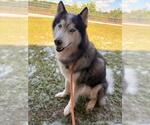 Small Siberian Husky