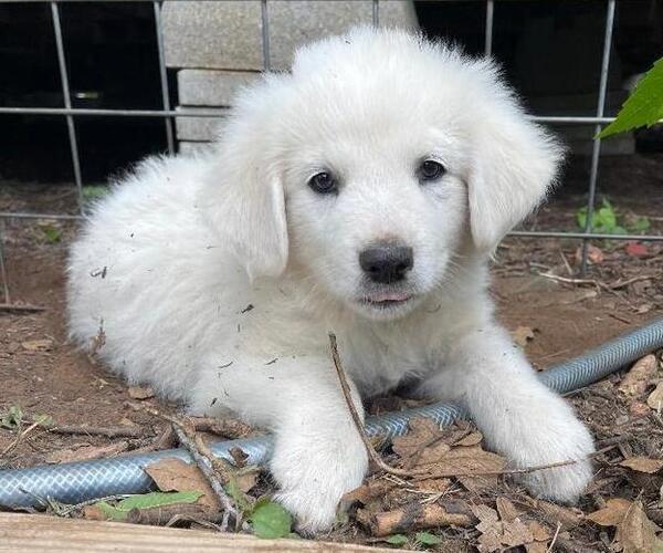 Medium Photo #1 Great Pyrenees Puppy For Sale in MULLIN, TX, USA