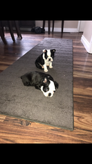 Boston Terrier Puppy for sale in COLUMBIAVILLE, MI, USA