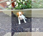 Puppy Lex Jack Russell Terrier
