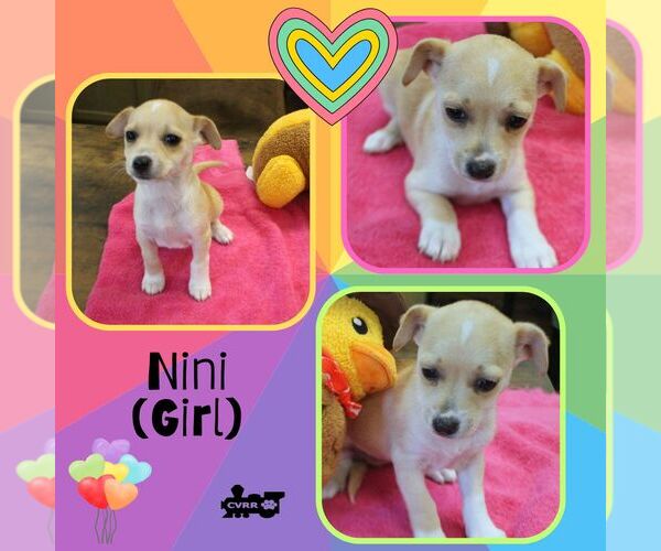 Medium Photo #1 Mutt Puppy For Sale in Lindsay, CA, USA