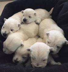 West Highland White Terrier Puppy for sale in ROARING BRANCH, PA, USA