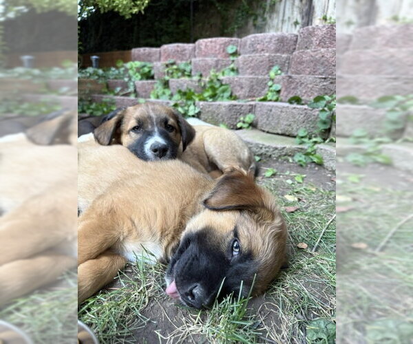 Medium Photo #2 Mutt Puppy For Sale in Sandy, UT, USA