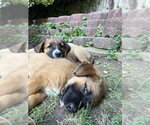 Small Photo #2 Mutt Puppy For Sale in Sandy, UT, USA