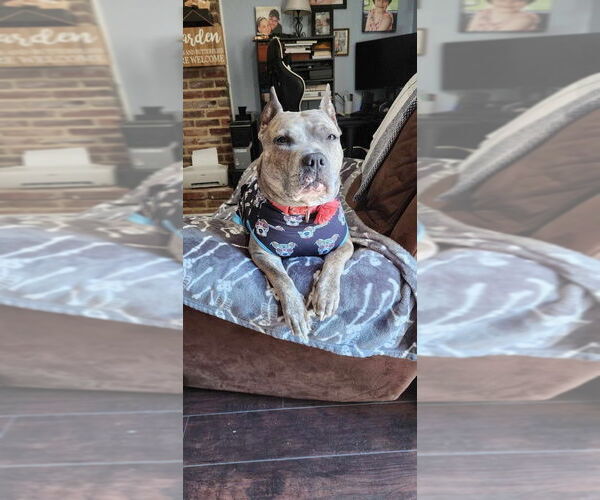 Medium Photo #19 American Pit Bull Terrier-American Staffordshire Terrier Mix Puppy For Sale in Wenonah, NJ, USA
