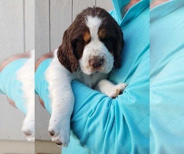 Medium Photo #5 English Springer Spaniel Puppy For Sale in TENINO, WA, USA