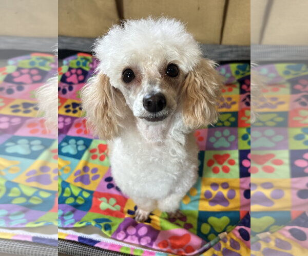 Medium Photo #9 Poodle (Toy) Puppy For Sale in Pacolet, SC, USA