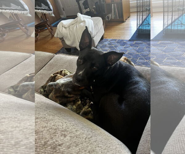 Medium Photo #27 American Pit Bull Terrier-Labrador Retriever Mix Puppy For Sale in Princeton, MN, USA