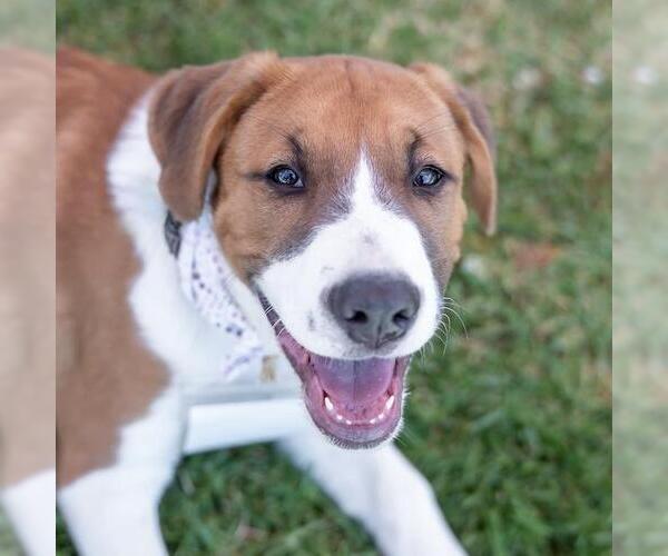 Medium Photo #7 Labrador Retriever-Unknown Mix Puppy For Sale in San Diego, CA, USA