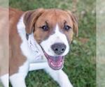 Small #6 Labrador Retriever Mix