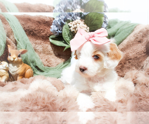 Sheepadoodle Puppy for sale in FAYETTEVILLE, NC, USA