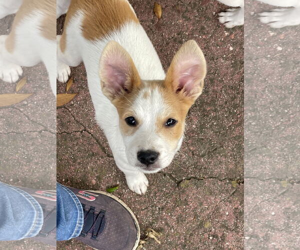 Medium Photo #1 Retriever -Unknown Mix Puppy For Sale in Mobile, AL, USA