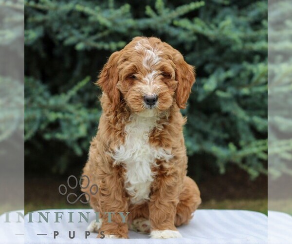 Medium Photo #3 Goldendoodle (Miniature) Puppy For Sale in EAST EARL, PA, USA