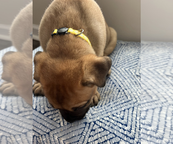 Medium Photo #3 Cane Corso Puppy For Sale in WILMORE, KY, USA